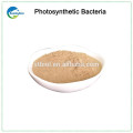 Feed Additive Photosynthetic Bacteria Supplier